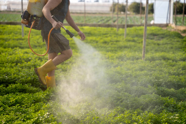 Best Exterminator Services  in Airy Heights, WA
