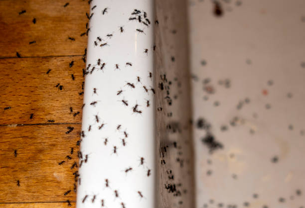 Trusted Airway Heights, WA Pest Control Experts